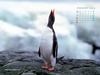 KOPRI Calendar 2004.11: Gentoo Penguin (Pygoscelis papua)
