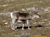 [Arctic Animals] Reindeer (Rangifer tarandus)