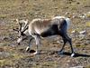 [Arctic Animals] Reindeer (Rangifer tarandus) grazing