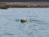 [Arctic Animals] Polar Bear swimming