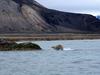 [Arctic Animals] Polar Bear going ashore