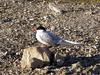 [Arctic Animals] Arctic Tern (Sterna paradisaea)