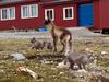 [Arctic Animals] Arctic Fox (Alopex lagopus) family