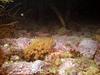 [Arctic Underwater] Colonial Sea Squirt
