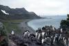 [Antarctic Animals] Chinstrap Penguin (Pygoscelis antarctica)
