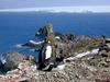 [Antarctic Animals] Gentoo Penguins (Pygoscelis papua) incubating