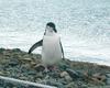 [Antarctic Animals] Chinstrap Penguin (Pygoscelis antarctica)