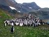[Antarctic Animals] Gentoo Penguins (Pygoscelis papua) - molting juveniles