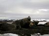 [Arctic Animals] Southern Elephant Seals (Mirounga leonina)