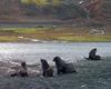 [Antarctic Animals] Antarctic Fur Seal (Arctocephalus gazella) family
