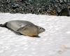 [Antarctic Animals] Crabeater Seal (Lobodon carcinophagus)
