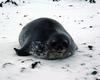 [Antarctic Animals] Weddell Seal (Leptonychotes weddelli)