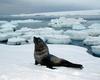 [Antarctic Animals] Antarctic Fur Seal (Arctocephalus gazella)