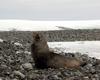 [Antarctic Animals] Antarctic Fur Seal (Arctocephalus gazella)