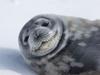 [Antarctic Animals] Weddell Seal (Leptonychotes weddelli)