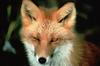 American Red Fox (Vulpes vulpes) face