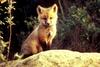 American Red Fox (Vulpes vulpes) pup