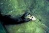 Brazilian Giant Otter (Pteronura brasiliensis) in zoo