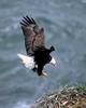 Bald Eagle (Haliaeetus leucocephalus) come back home