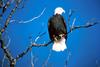 Bald Eagle (Haliaeetus leucocephalus) perching