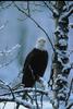 Bald Eagle (Haliaeetus leucocephalus) perching on snow tree