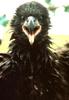 Bald Eagle (Haliaeetus leucocephalus) fledgling closeup