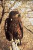 Bald Eagle (Haliaeetus leucocephalus) juvenile perched