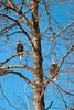 Bald Eagle (Haliaeetus leucocephalus) pair perching on tree