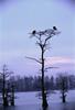 Bald Eagle (Haliaeetus leucocephalus) pair perching on tree