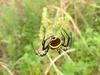 Far Eastern black-and-yellow garden spider (Argiope amoena)