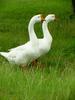 중국거위 Anser cygnoides (Swan Geese pair on grass)