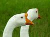 중국거위 Anser cygnoides (Swan Geese grazing heads)