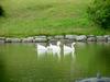 중국거위 Anser cygnoides (Swan Geese swimming in pond)