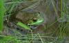 Swamp Walk Critters - bullfrog001.JPG (1/1)