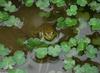 Swamp Walk Critters - bullfrog003.JPG (1/1)