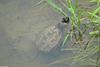 Swamp Walk Critters - snapping turtle.JPG (1/1)