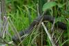 Swamp Walk Critters - northern water snake 003
