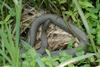 Swamp Walk Critters - northern water snake 005