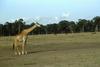Giraffe (Giraffa camelopardalis) on grass