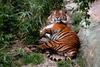 Bengal Tiger (Panthera tigris tigris) resting