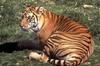 Bengal Tiger (Panthera tigris tigris) resting