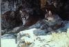 Mountain Lion (Puma concolor) pair on rock