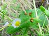 orange bugs (Nymphs of milkweed bug species)