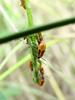 orange bugs (Nymphs of milkweed bug species)