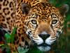[Daily Photos 2002] Jaguar, Belize