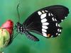 [Daily Photos 2002] Papilio Polytes Butterfly
