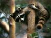 [Daily Photos 2002] Tree Hugger Raccoon (North American Racoon)