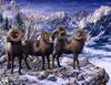 Catsmeat SDC 2004 - Weyer Wildlife Calendar 01: Bighorn Sheep by Jeff Tift