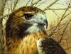 Catsmeat SDC 2004 - Weyer Wildlife Calendar 09: Golden Eagle by Greg & Company