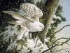 Catsmeat SDC 2004 - Weyer Wildlife Calendar 11: Snowy Owl by Les Didier